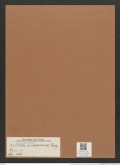 Navicula maxima Greg. (de-Toni-Nr.: Genus 1, Species 565) Zeichnungen Sammlung Grunow Mappe 00488 (Herbarium_W_Grunow_drawings_Folder_00488)